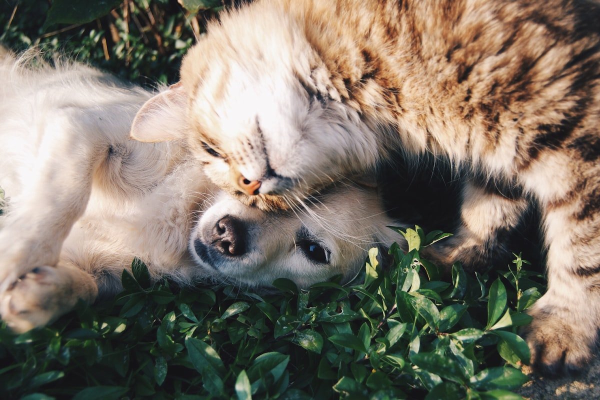 Paws & Hope Shelter Network